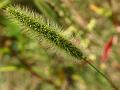 Green Foxtail